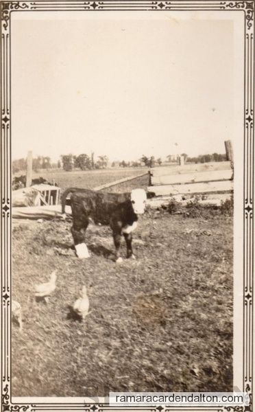 Daisy's Calf 1930's