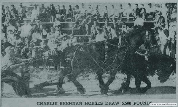 Charlie Brennan horses