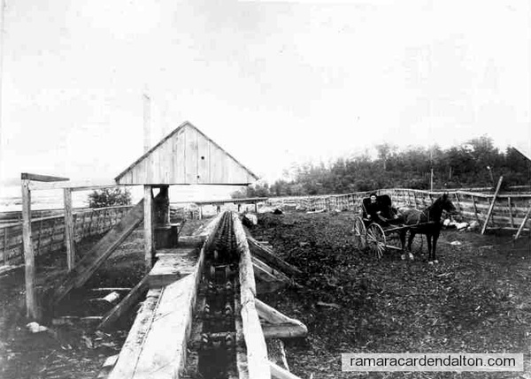  1890. Log tram for moving logs from Lake St. John